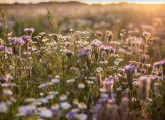 vadvirágos mező - gszt