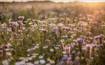 vadvirágos mező - gszt