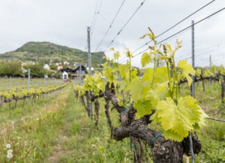 Szászi Birtok, Szent György-hegy Hegymagas, Badacsonyi Borvidék