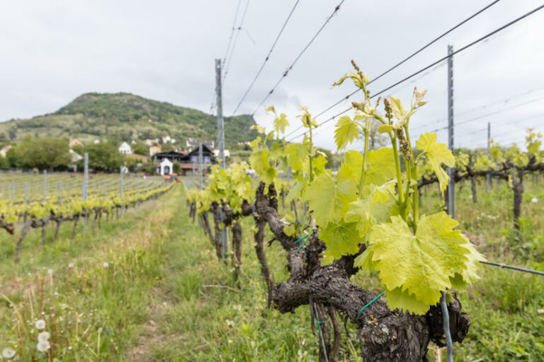 Szászi Birtok, Szent György-hegy Hegymagas, Badacsonyi Borvidék