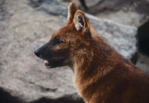 Esti séták a Budapesti Állatkertben Budapest Zoo, Fővárosi Állatkert - turisztika