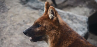 Budapest Zoo, Fővárosi Állatkert - turisztika