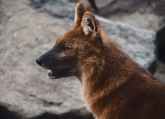 Esti séták a Budapesti Állatkertben Budapest Zoo, Fővárosi Állatkert - turisztika