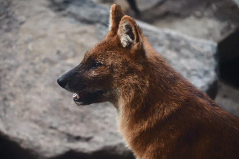 Budapest Zoo, Fővárosi Állatkert - turisztika