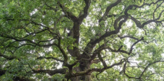 Gerecsei öreg tölgy, fa - kiállítás, turisztika