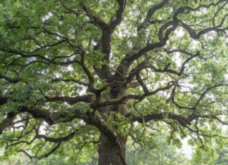 Gerecsei öreg tölgy, fa - kiállítás, turisztika