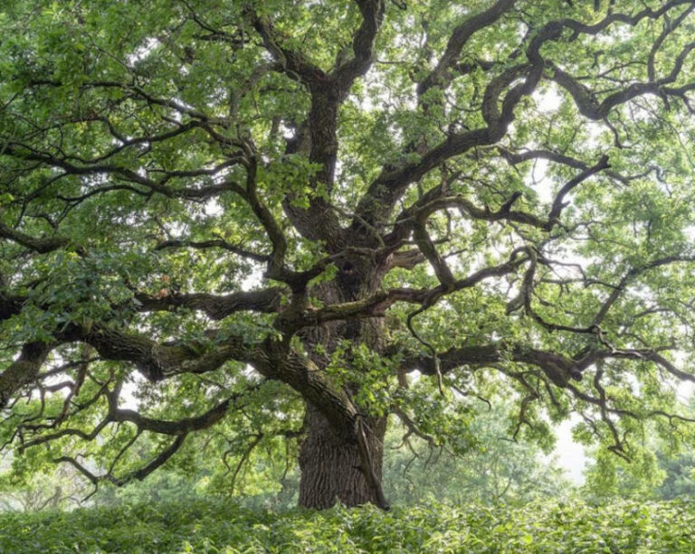 Gerecsei öreg tölgy, fa - kiállítás, turisztika