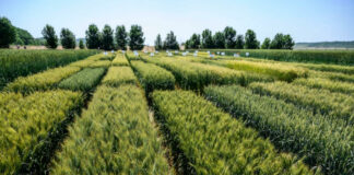 kisparcellás ősgabona kísérlet - pékség, gasztro