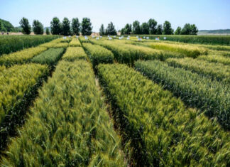 kisparcellás ősgabona kísérlet - pékség, gasztro