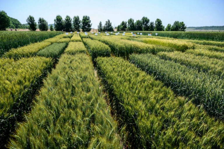 kisparcellás ősgabona kísérlet - pékség, gasztro