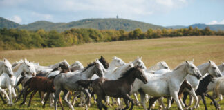 Lipicai ménes, Szilvásvárad - turisztika