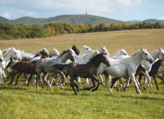 Lipicai ménes, Szilvásvárad - turisztika