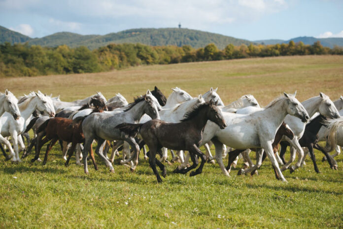 Lipicai ménes, Szilvásvárad - turisztika