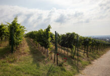 Pécs, Mecsekalja, szőlő, borászat - gasztronómia