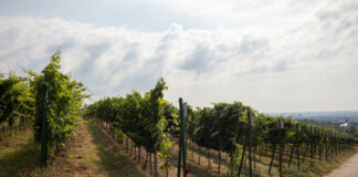 Pécs, Mecsekalja, szőlő, borászat - gasztronómia