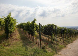 Pécs, Mecsekalja, szőlő, borászat - gasztronómia