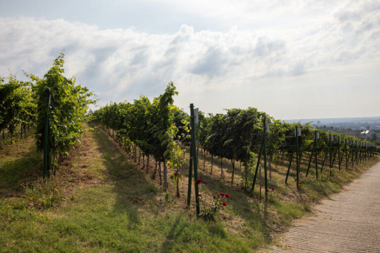 Előbb kezdődött a szőlő szüretelése a Mecsekalján