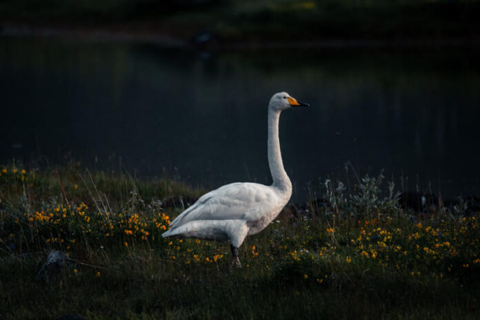 Márton-napi libalakomák - gasztronómia Márton-napi libalakomák - gasztronómia