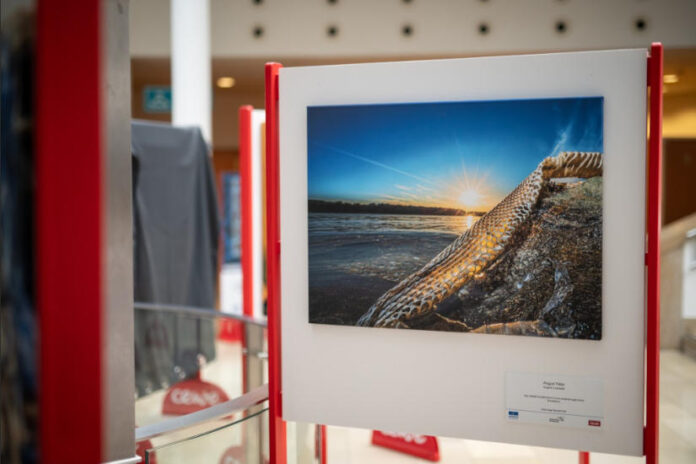 Vizes élőhelyeink természetfotó kiállítás - kultúra, turisztika Vizes élőhelyeink természetfotó kiállítás