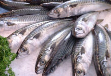 hal, halpiac, halételek - gasztronómia