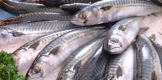 Karácsonykor kerül az asztalokra az éves halfogyasztás közel a fele hal, halpiac, halételek - gasztronómia