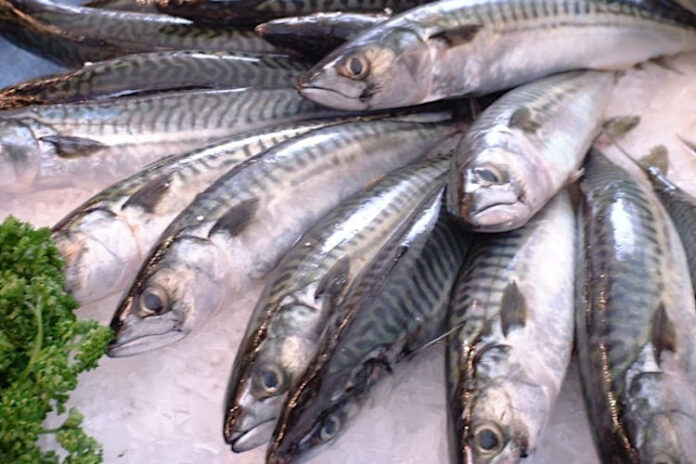 hal, halpiac, halételek - gasztronómia