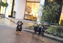 Kisállatbarát szálláshelyek - szálloda, turisztika