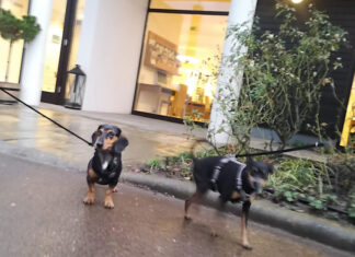 Kisállatbarát szálláshelyek - szálloda, turisztika