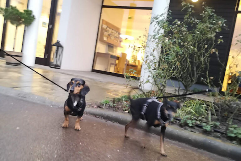 Kisállatbarát szálláshelyek - szálloda, turisztika