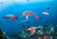 Tenger, óceán, környezetvédelem - Novetel, WWF partner program