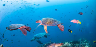 Tenger, óceán, környezetvédelem - Novetel, WWF partner program