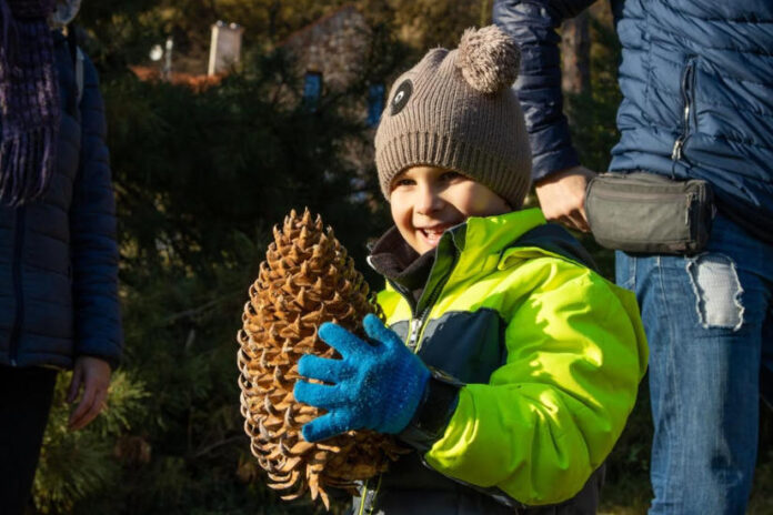 Folly Arboréteum toboz szüret - turisztika