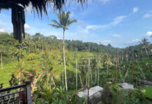 Bali rizsföld, ázsia - turisztika