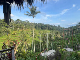 Távol-keleti desztinációk vezetik a magyar körutazási trendeket Bali rizsföld, ázsia - turisztika